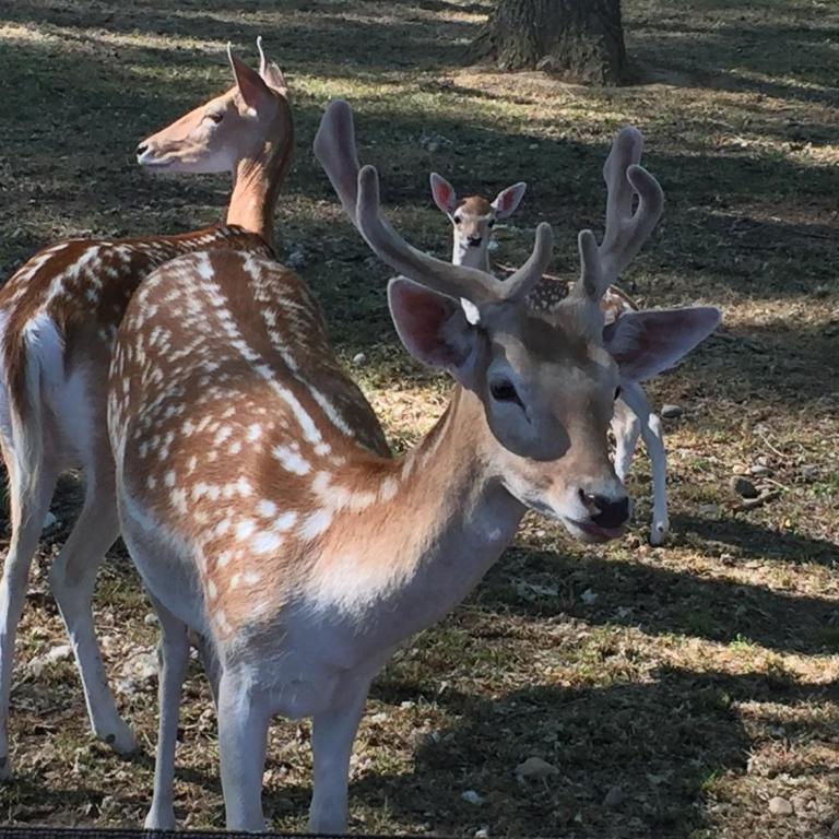 Domaine de la JASSO, Demeure de grand luxe au pied de la Cité de Carcassonne, piscines et parc animalier - Ferienhaus - 22