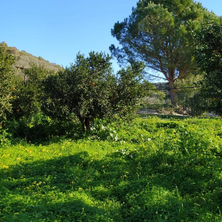 Residenza Maria Antonia - Country House - Appartamento con 1 Camera da Letto - 12