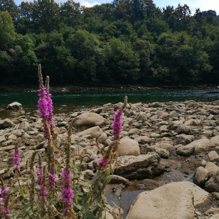 Drinska Tajna - Kuća sa 1 Spavaćom Sobom - 30