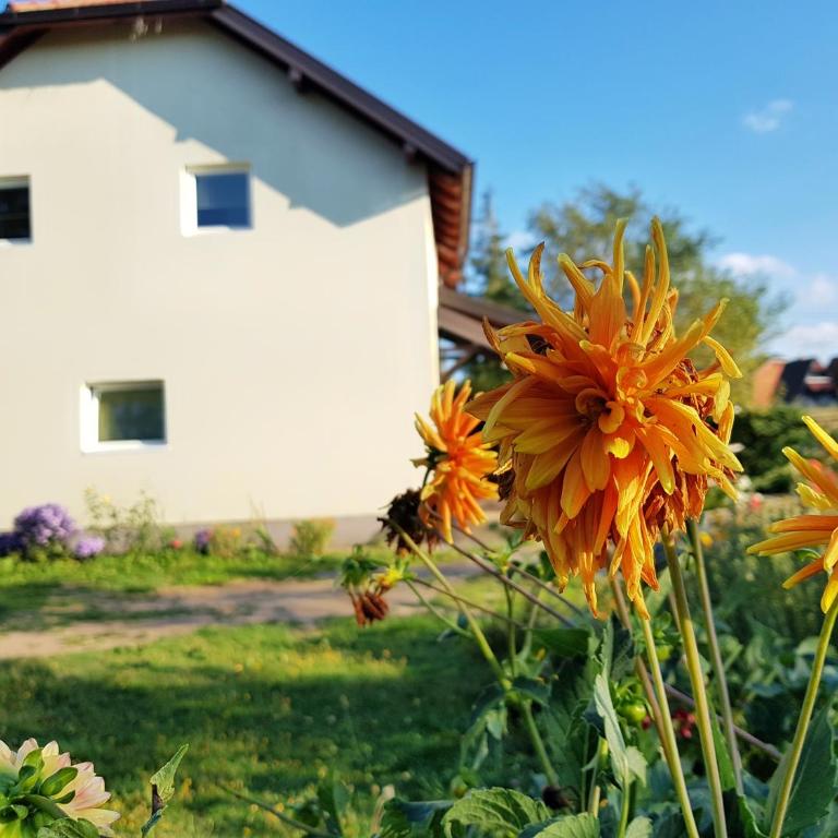 Apartmani Petrovic Tara, Kaludjerske bare - Studio s Pogledom na Vrt - 1