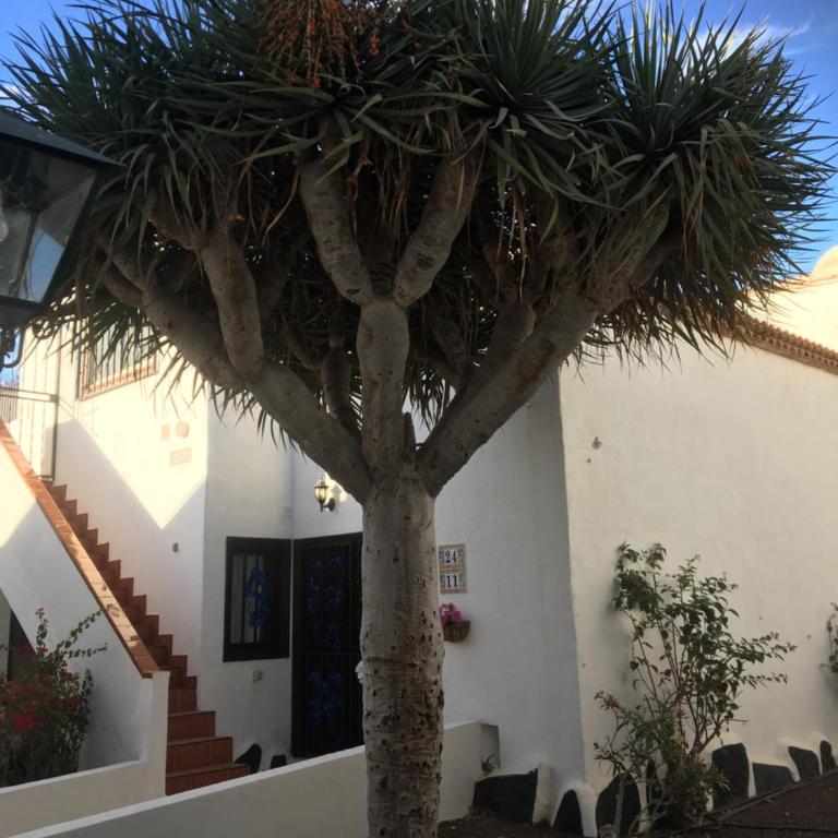 Tenerife Costa del silencio - Apartamento de 2 dormitorios - 4