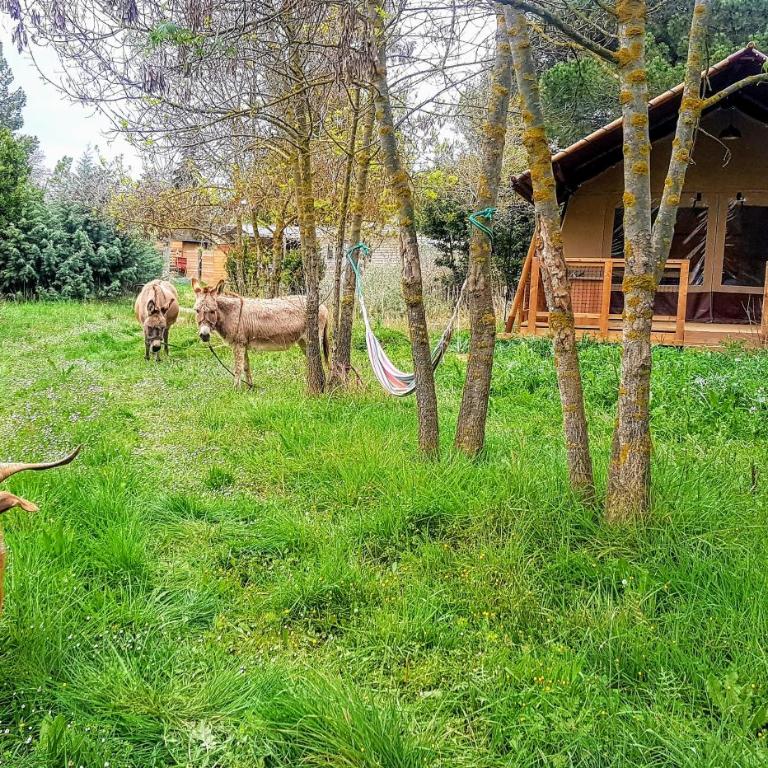 Analaya - Lodge Écologique 2 - 7