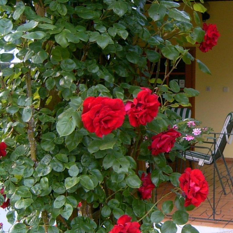 Ferienhaus Lanzl - Casa con 2 Camere da Letto - 19