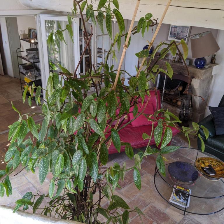 Les Rapieres Mireio - Two-Bedroom House with veranda and without Jacuzzi - 43