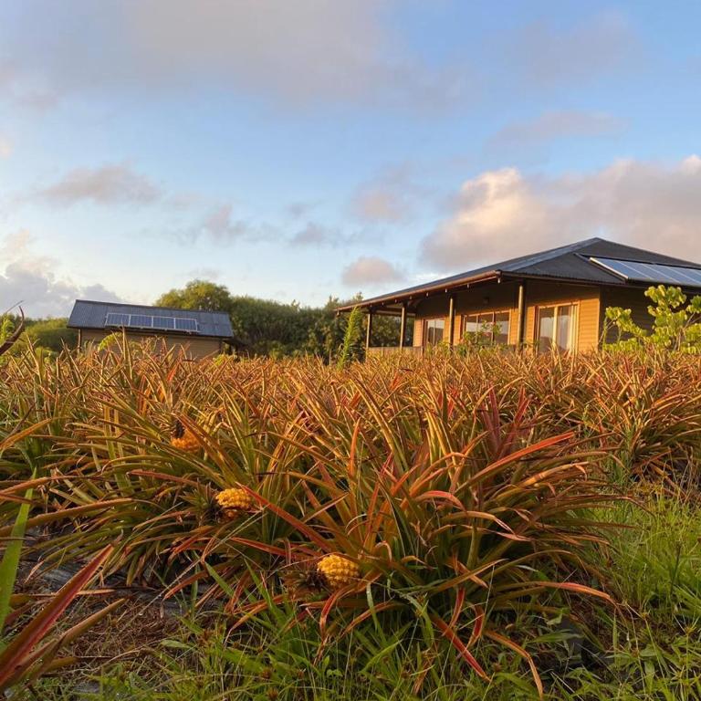 Maunga Roa Eco Lodge - Bungalow con vistas al mar - 4