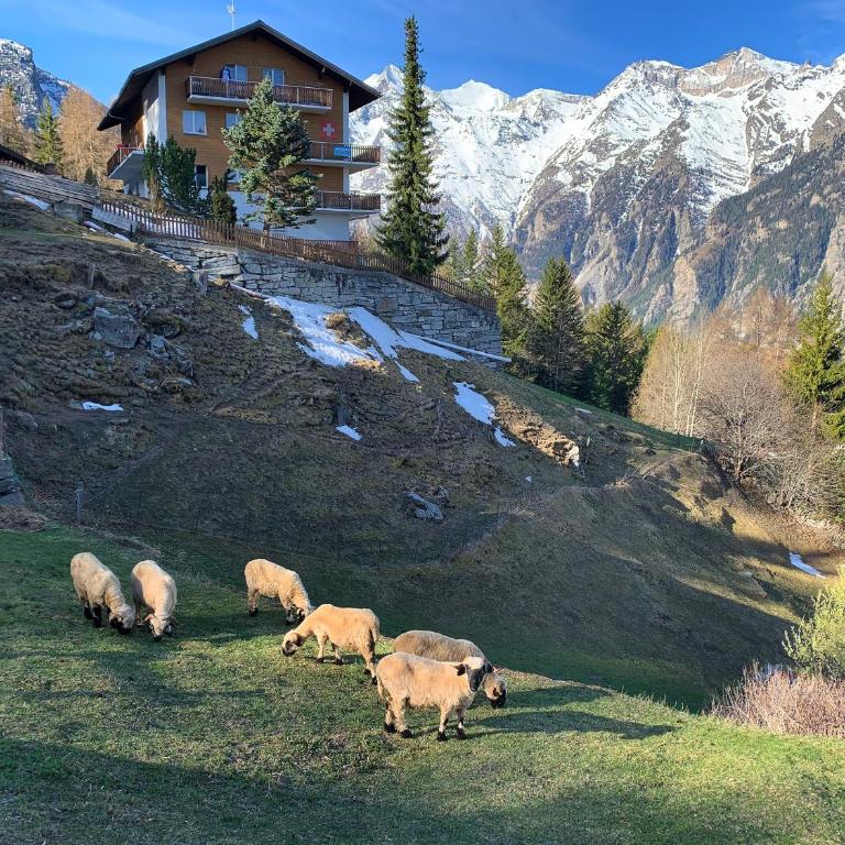 Panorama at Haus Waldheim! Nr 12 - Appartamento con 1 Camera da Letto - 3