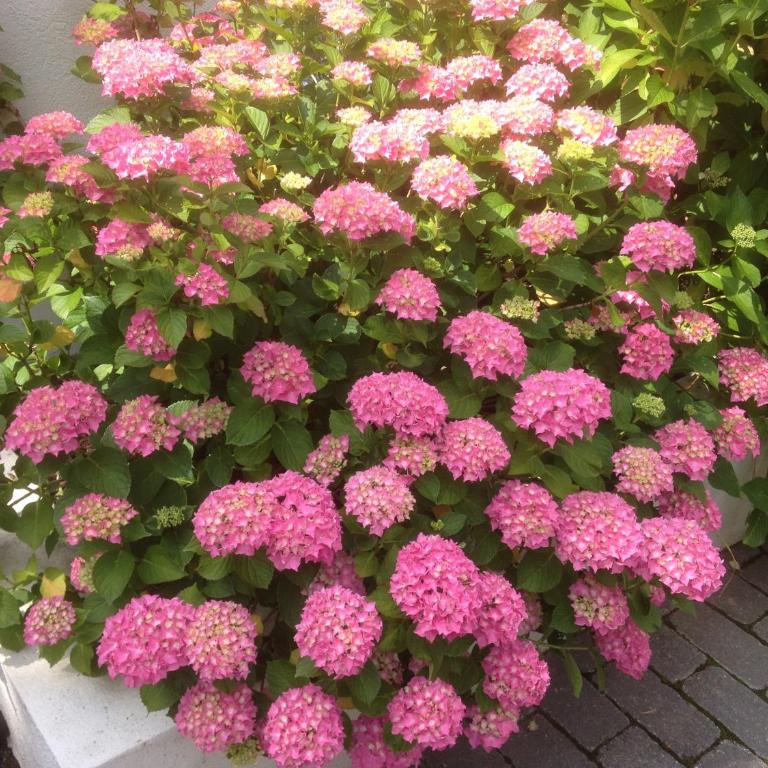 Les Hortensias - Chambre Double ou Lits Jumeaux avec Salle de Bains Privative - 8