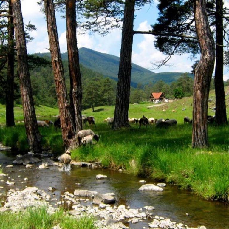 Zlatibor apartman Vladovic - Apartman sa 1 Spavaćom Sobom - 17