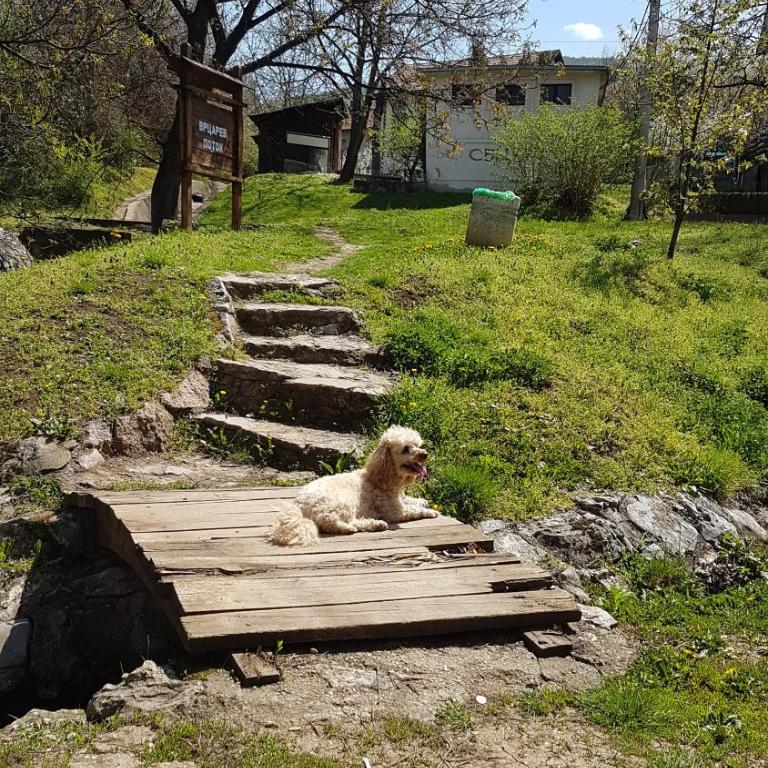 Apartmani Smiljanic Sokobanja - Apartment with Terrace - 5