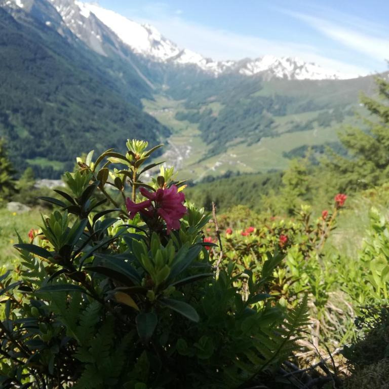 Himmenhof - Apartment mit Blick auf die Berge - 4