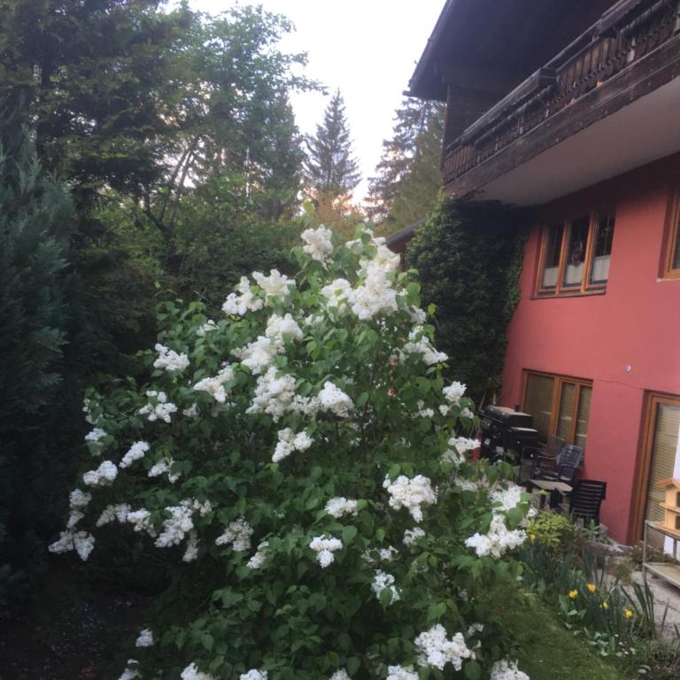 Ferienhaus Wieswald - Apartment mit 1 Schlafzimmer - 11