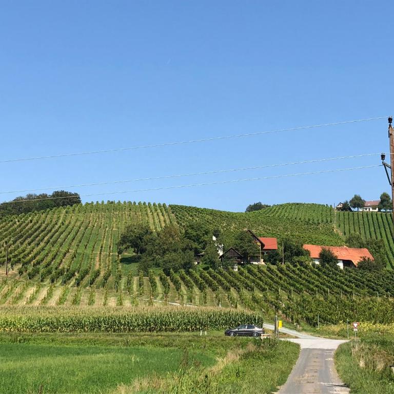 Weingut - Ferienhaus Sonja Rohrbacher - Apartamento de 2 dormitorios - 10