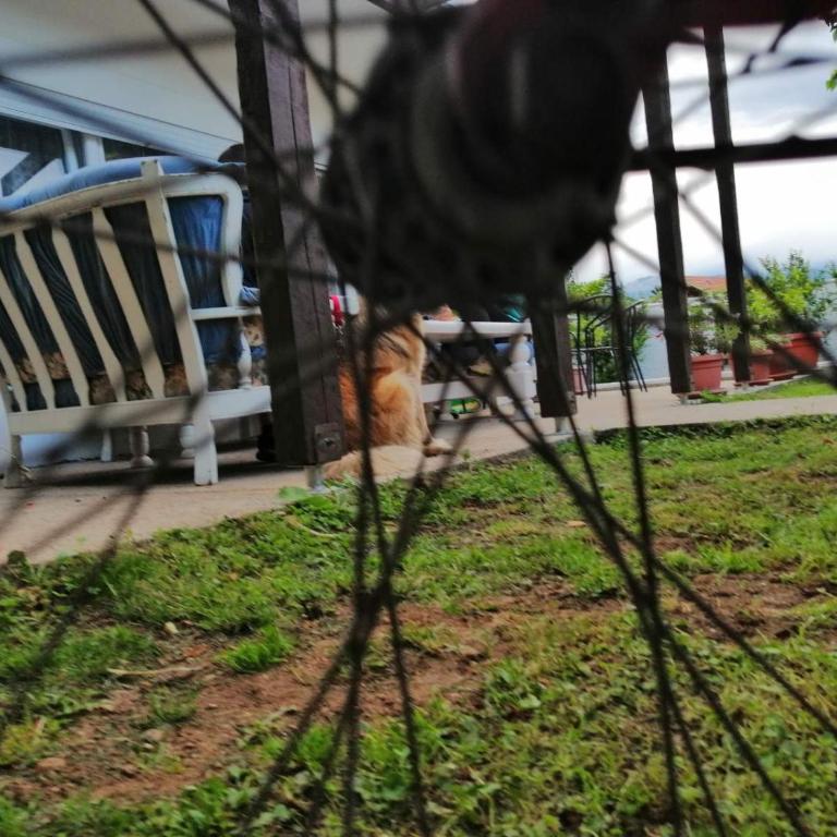 Vacation house Vila Guma Rastani Mostar - Villa - 52