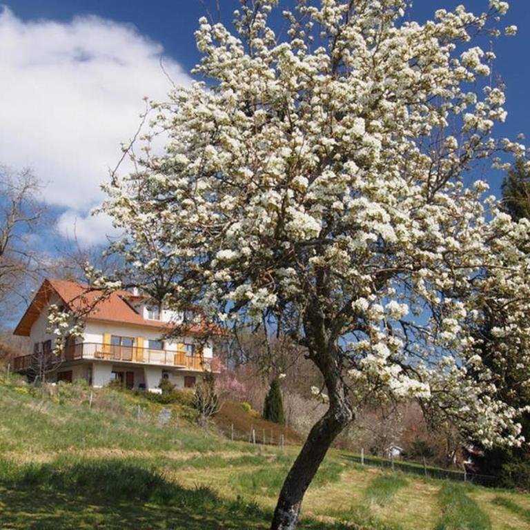 Le Merle Enchanteur - Appartement 1 Chambre - 1