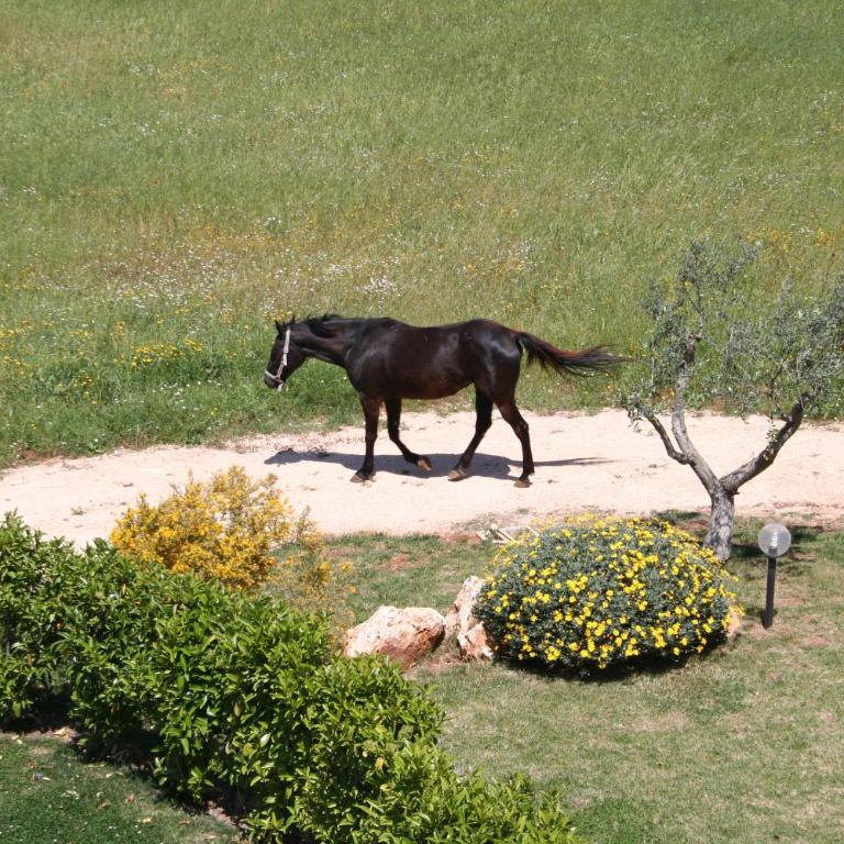 Terra Sessana Ville e Trullo con piscina privata - Trullo con 2 Camere da Letto - 15