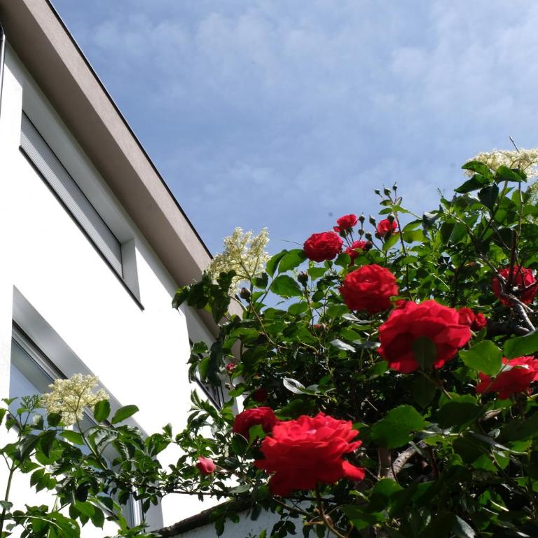 Apartment Le rose di Marianne - ovest - Apartamento de 1 dormitorio - 28