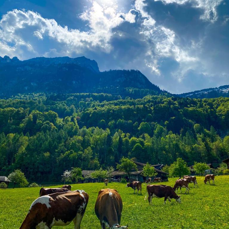 The Mad Cow - Apartment mit 2 Schlafzimmern - 3