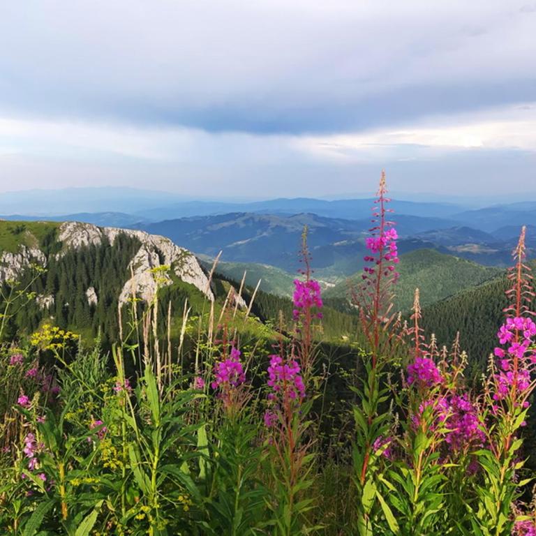 Apartman Nina Kopaonik centar - Apartment - 31