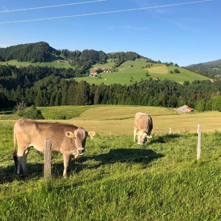 Ferienwohnung Steibis / Allgäu - Apartment - Erdgeschoss - 22
