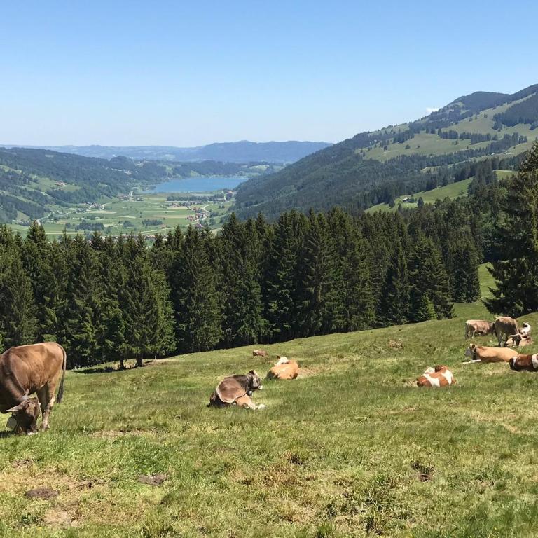 Ferienwohnung Steibis / Allgäu - Apartment - Erdgeschoss - 24