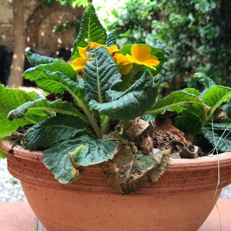 Hostly - Garden House near the Tower - Historical house with Private Garden - Appartamento con Vista Giardino - 8