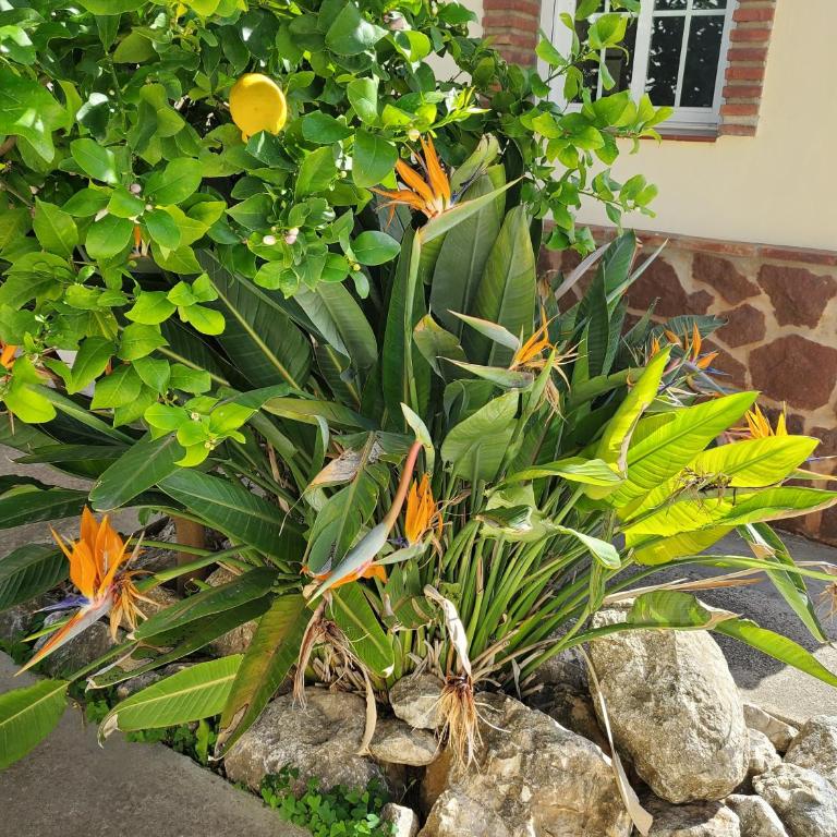 Casa Sunflower - Villa with Private Pool - 28
