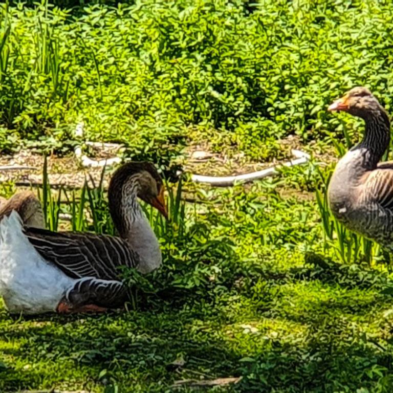 Urlaub am Wallersee - Haus mit 2 Schlafzimmern - 28
