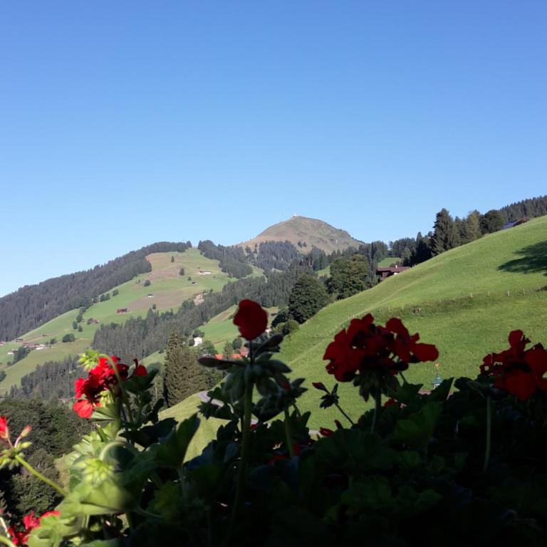 Bergpension-Ebental - Dreibettzimmer mit Aussicht - 3