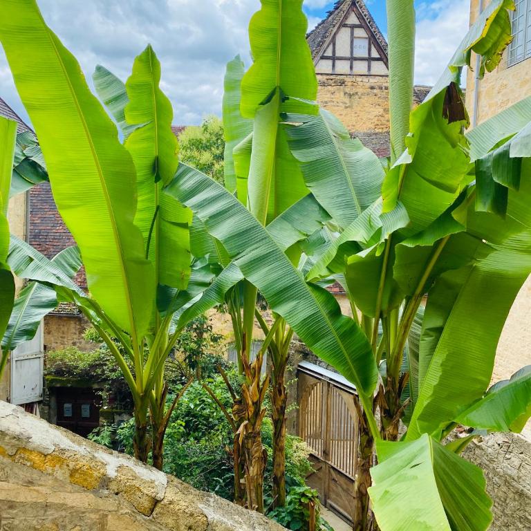 Sarlat.Catalina - Apartment - 5