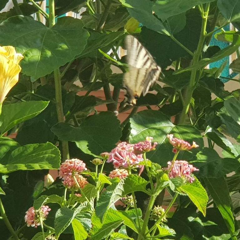 Appartamento con giardino sul mare - Appartamento - 10