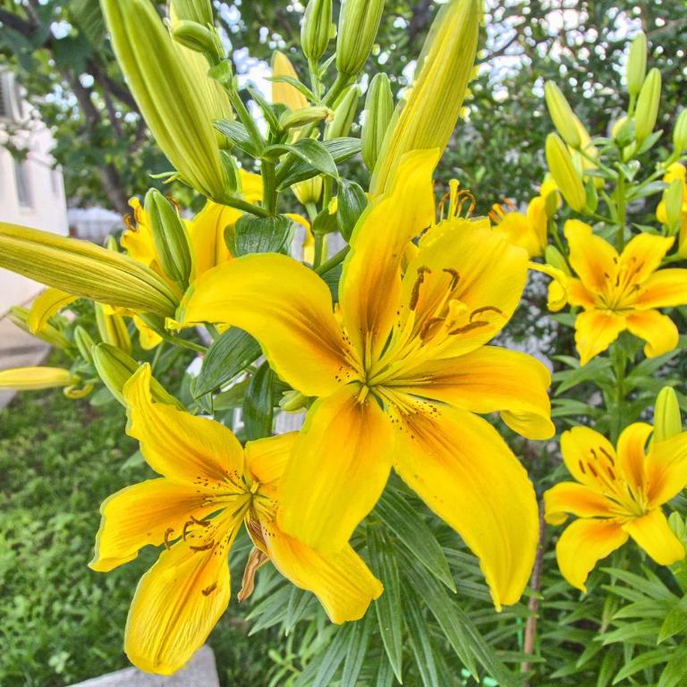 Vacation house Vila Guma Rastani Mostar - Villa - 27