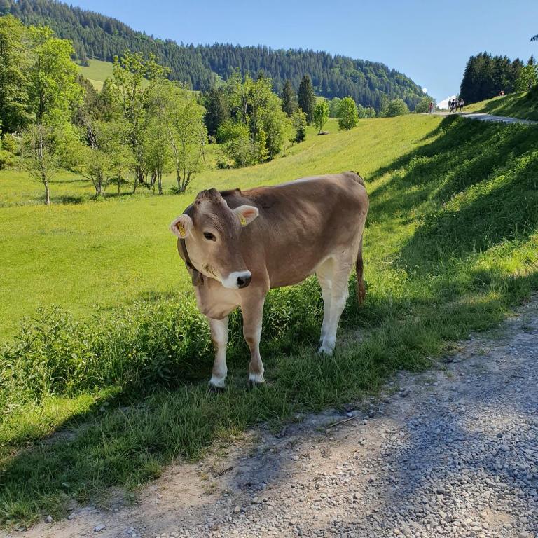 FeWo Alpenveilchen im Oberallgäu mit Pool, Sauna und tollem Ausblick vom großen Balkon - Apartment mit 1 Schlafzimmer - 25