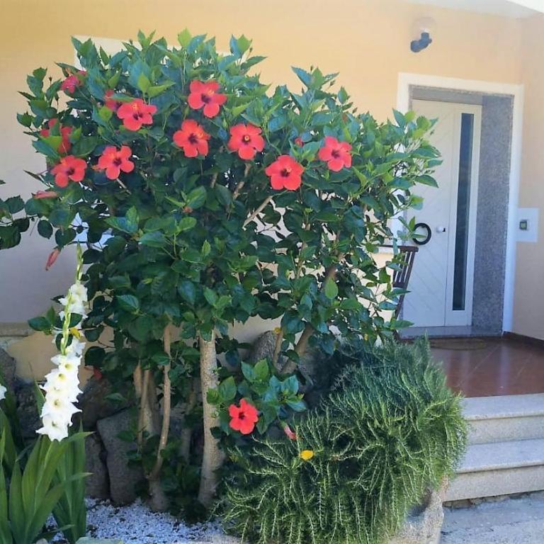 Casa Dolce Hibiscus - Appartamento - 3