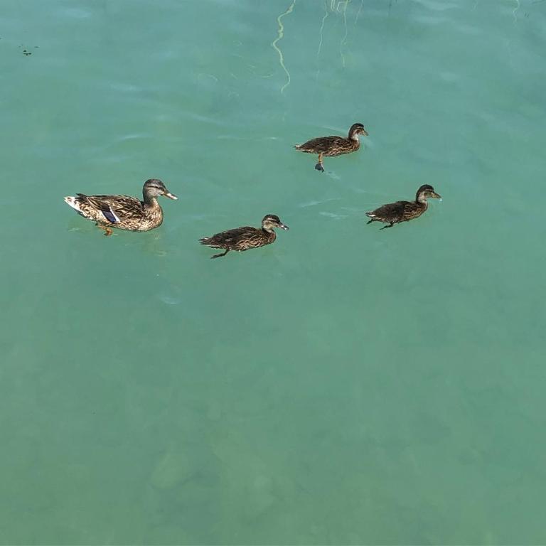 Lake Front Apartment - Direct Lake Access - Villa Fronte Spiaggia - 84