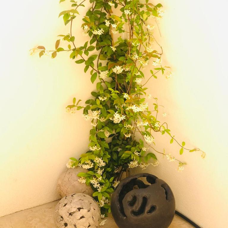 La Maison d AME - for the perfect stay at the Mont Ventoux - Maison 3 Chambres - 37