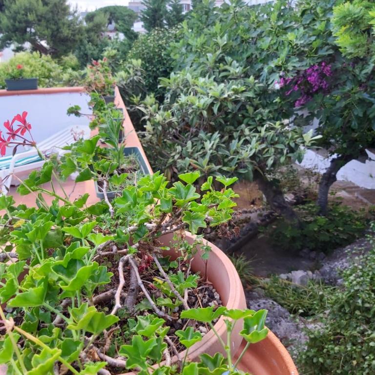 Attico con terrazzo e finestre sulla baia di Peschici - One-Bedroom Apartment - 18