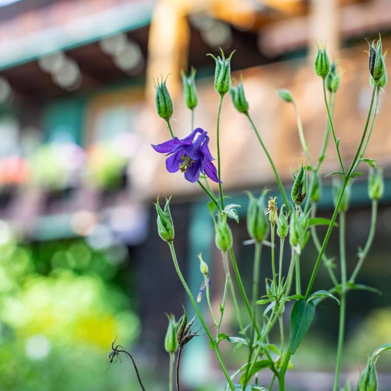 Alpenrelax Haus Weidmannsheil wohnen im romantischen Forsthaus - Apartment mit 2 Schlafzimmern - 53