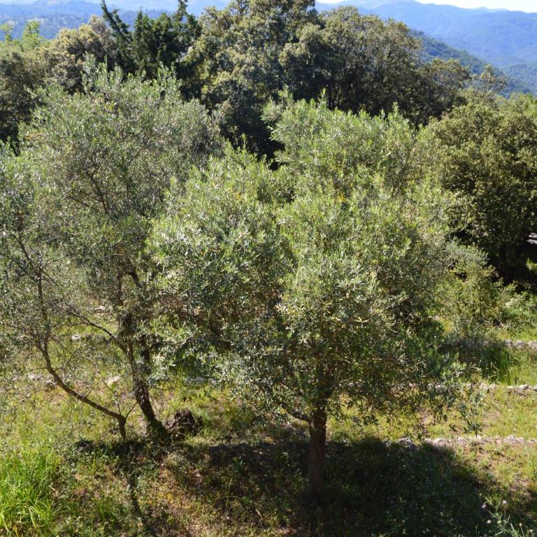 Villa provençale 4 chambres avec piscine, vue panoramique et pétanque - Maison 4 Chambres - 26