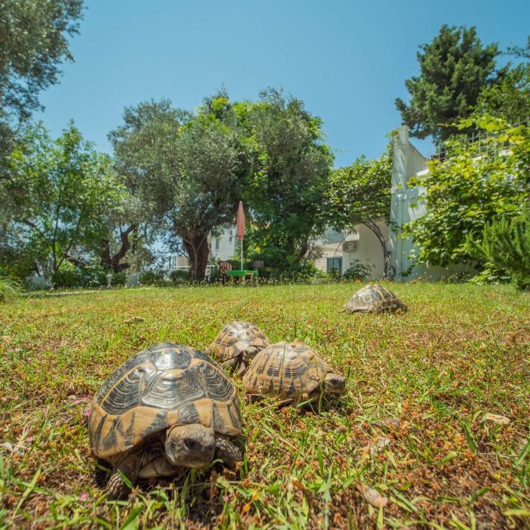 The Turtles Garden - Villa with Sea View - 4