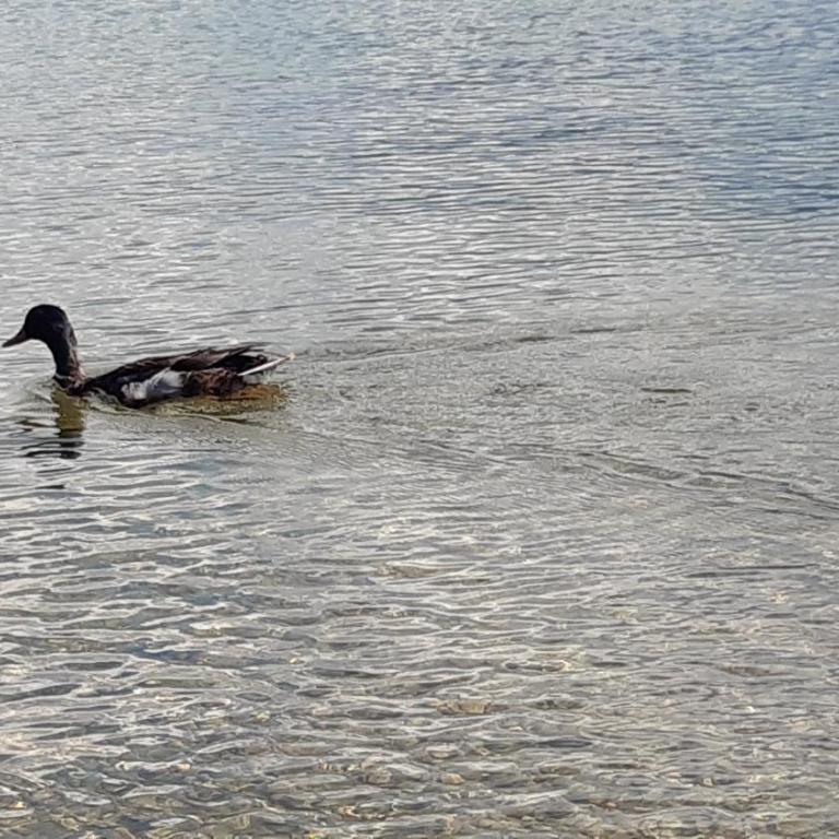 Wildente am See - Standard Studio für 3 Personen - 28