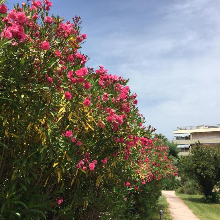 BRIGITTE Studio centre Saint Tropez parking piscine wifi vue mer - Studio-Apartment mit Meerblick - 19