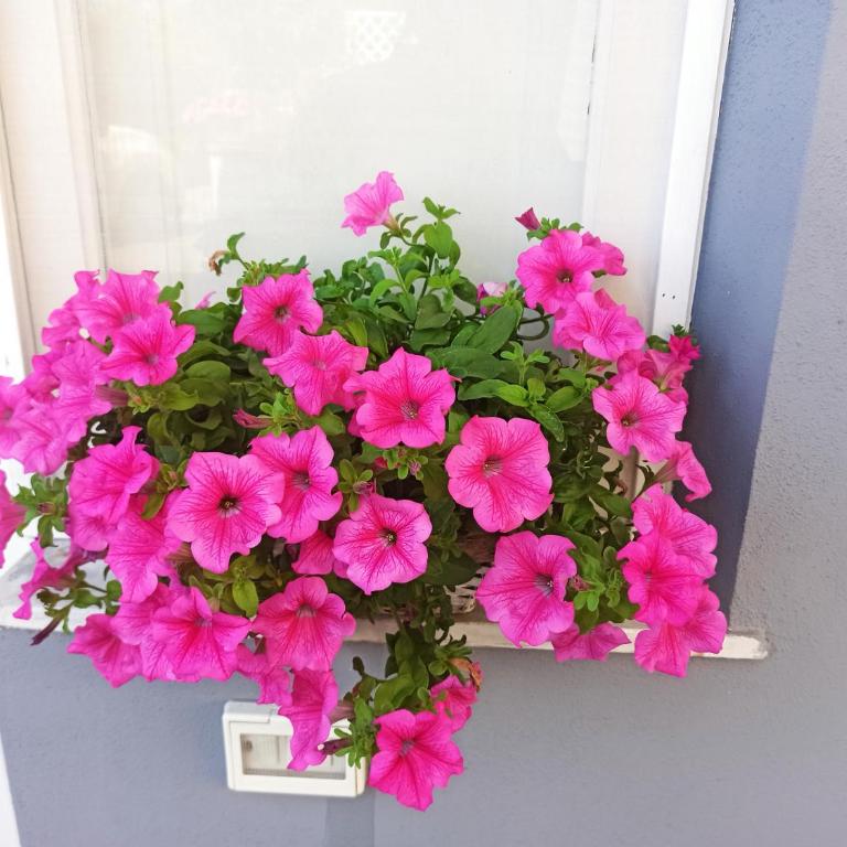 Le Casette di Nonna Rosa in Fontanarossa Catania Airport - One-Bedroom House - 3