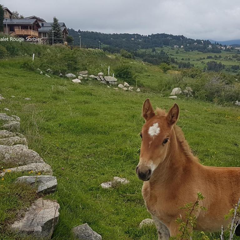 Chalet Rouge Sorbier - Studio (2 Adultes) - 4