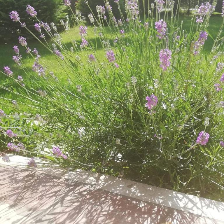 Vila Todos - Apartman - Prizemlje - 2