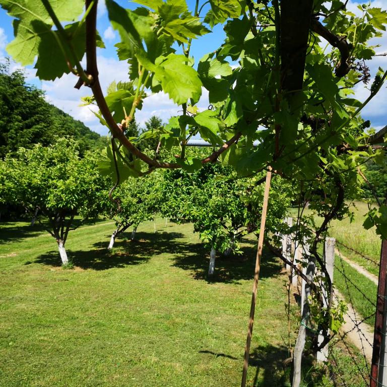 Holiday Home Dragon - Kuća sa 1 Spavaćom Sobom - 36