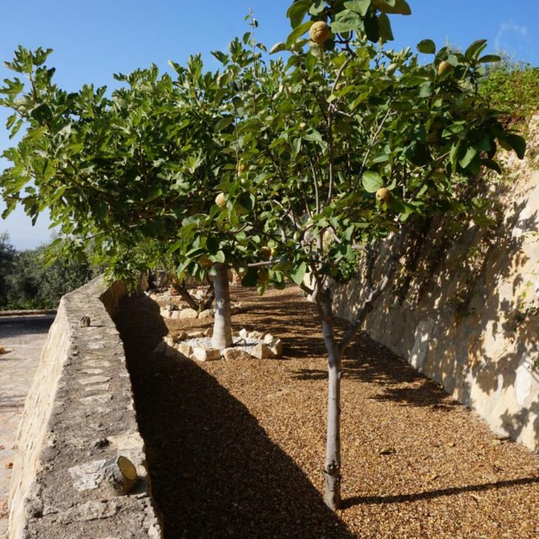 Cortijo del Aguila - Villa - 58