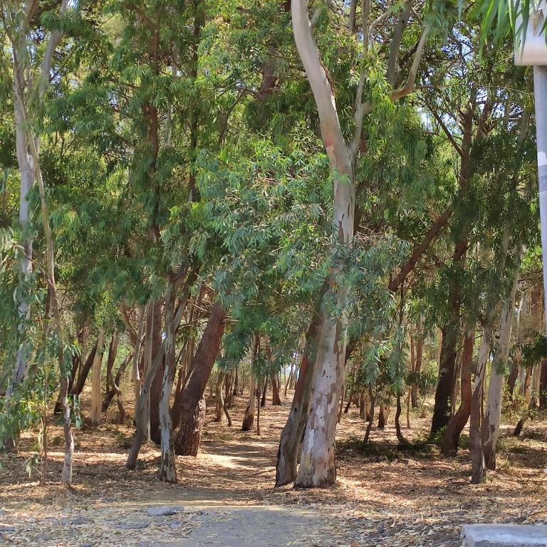 Antonio's villa al mare con vista sull'Etna Vaccarizzo Catania - Vacation Home - 38
