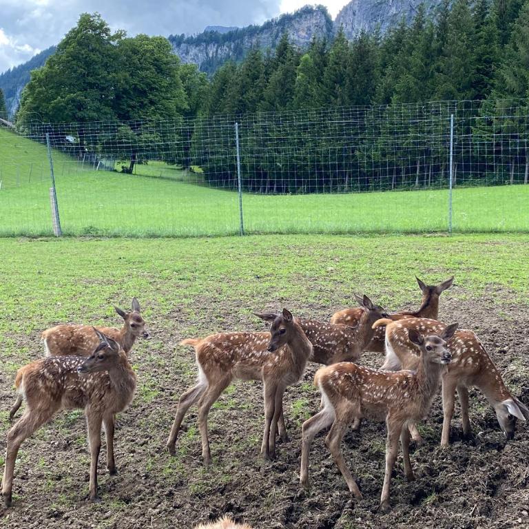 Berghof Haselsberger Appartements - Apartamento con vistas a las montañas - 18
