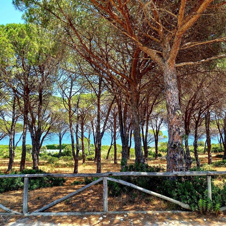 Villa vista pineta - 90 mt dalla spiaggia - Appartamento con Vista Giardino - 77