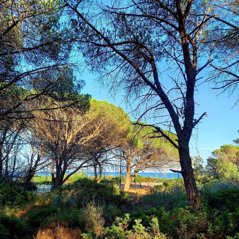 Villa vista pineta - 90 mt dalla spiaggia - Appartamento con Vista Giardino - 76